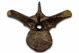 Fossil Dinosaur (Thescelosaurus) Dorsal Vertebra - Montana #353320-2